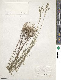 Linum medium var. texanum image