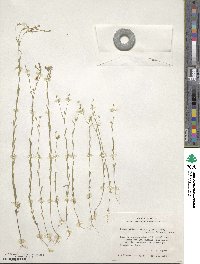 Linum medium var. texanum image