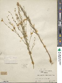 Linum medium var. texanum image