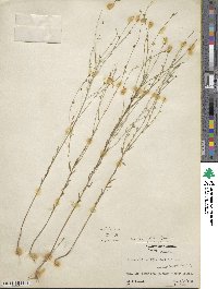 Linum medium var. texanum image