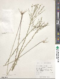 Linum medium var. texanum image