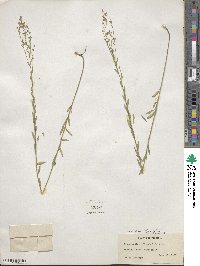 Linum medium var. texanum image