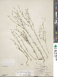 Linum medium var. texanum image