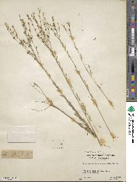 Linum medium var. texanum image