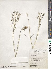 Linum medium var. texanum image