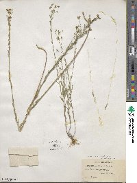 Linum medium var. texanum image