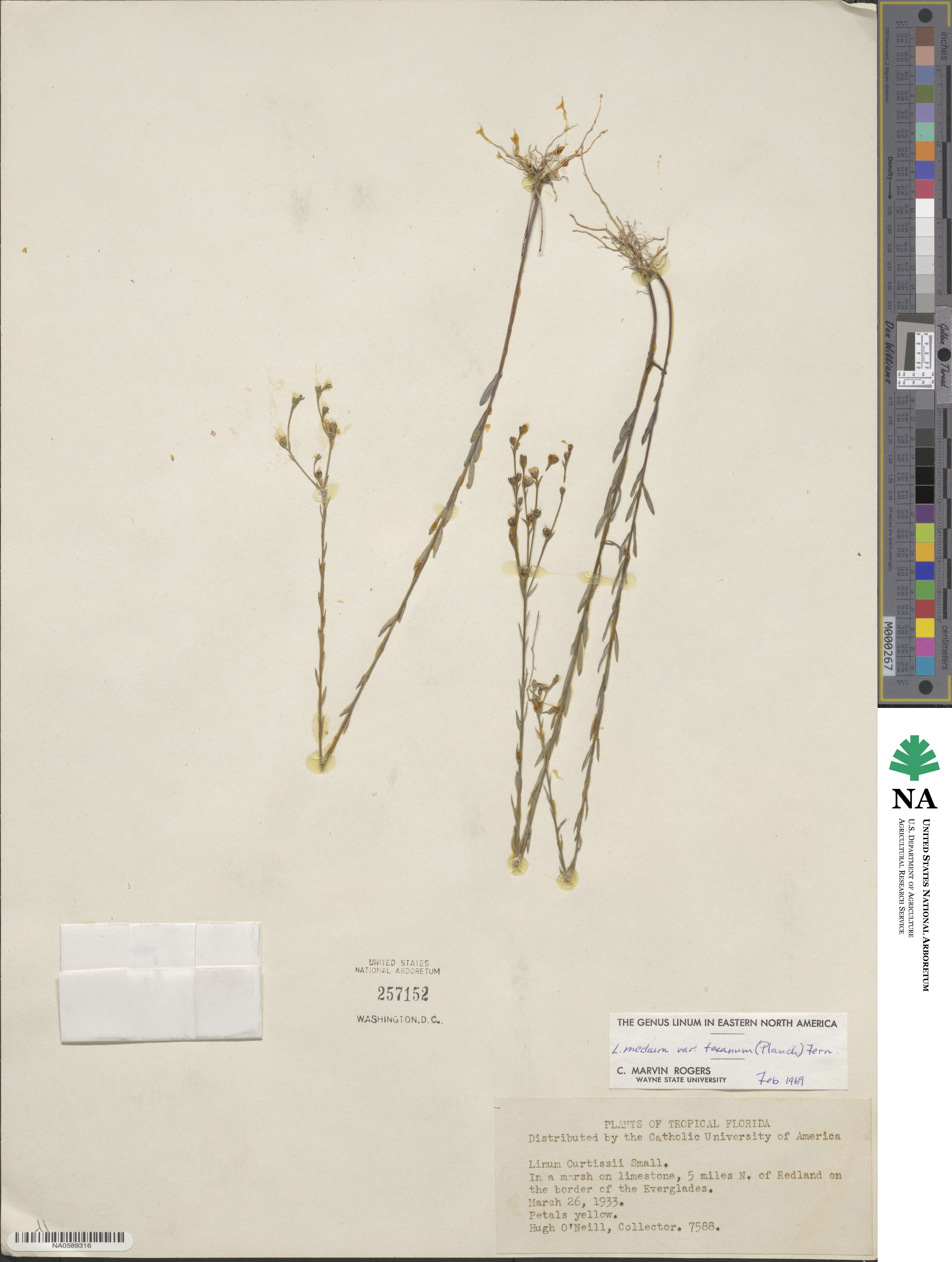 Linum medium image
