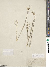 Linum medium var. texanum image