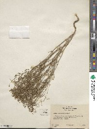 Hesperolinon micranthum image