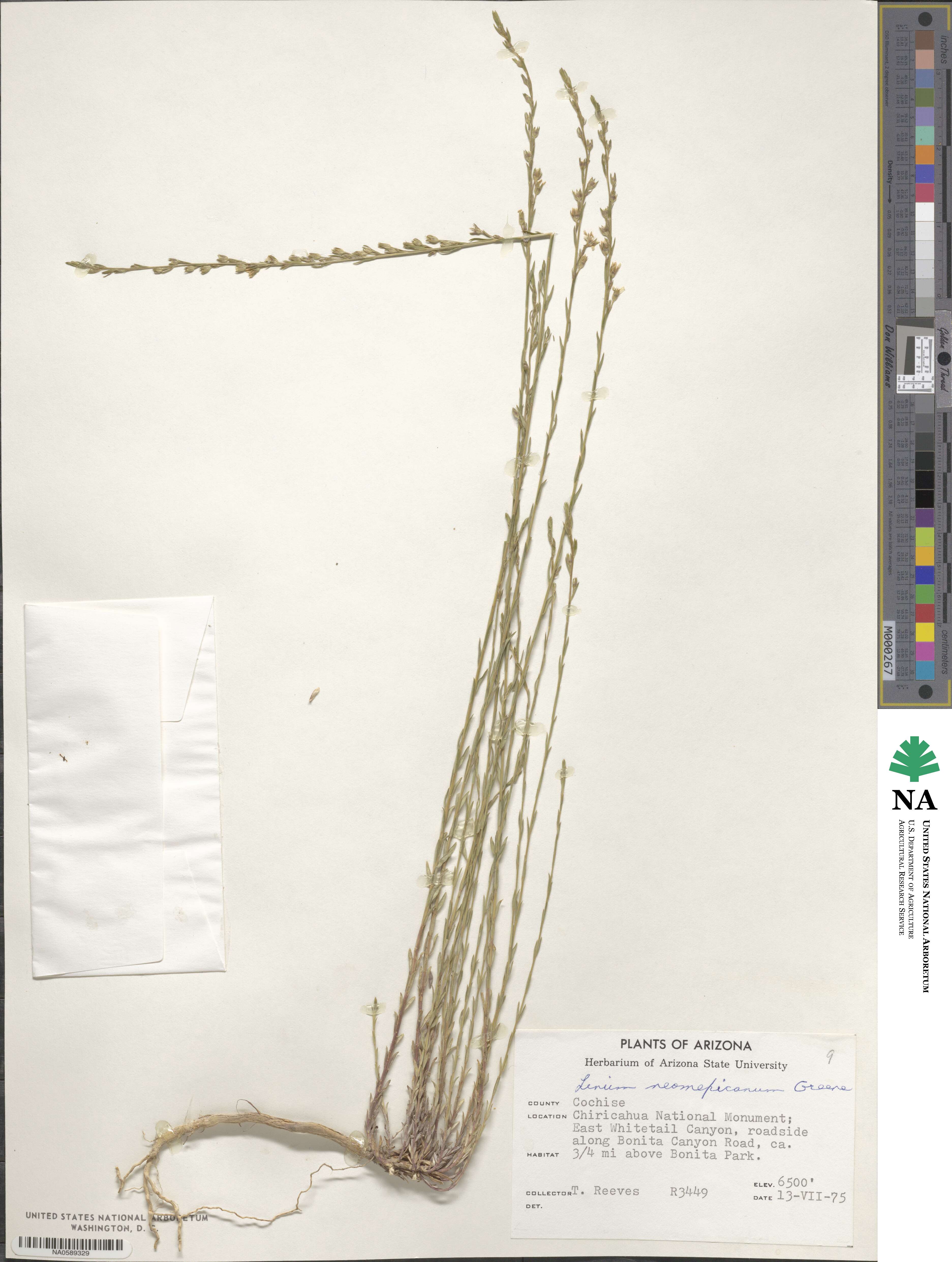 Linum neomexicanum image