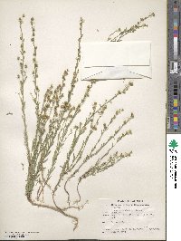 Linum neomexicanum image