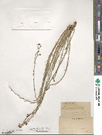 Linum perenne image