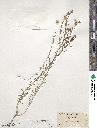 Linum perenne image