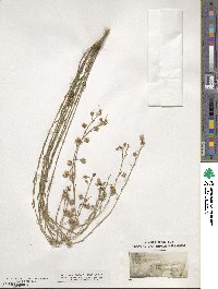 Linum perenne image