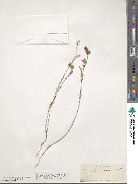 Linum perenne image