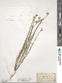 Linum perenne image