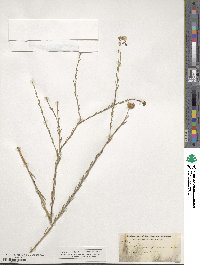 Linum perenne image