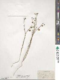 Linum perenne image