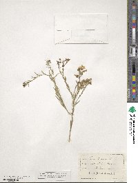 Linum perenne image