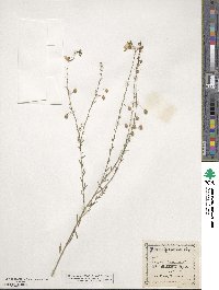 Linum perenne image