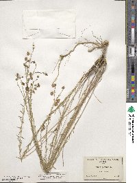 Linum perenne image