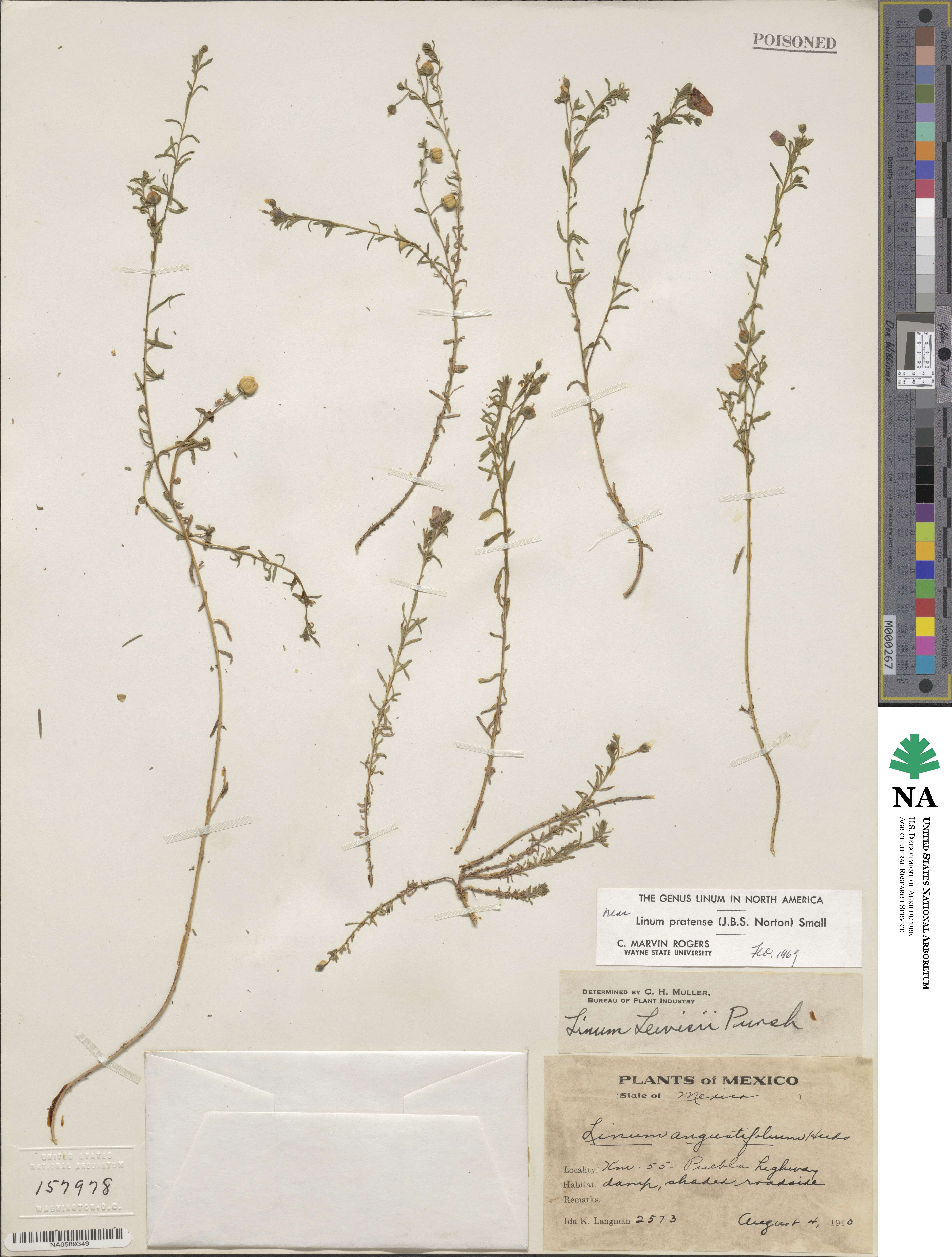 Linum pratense image