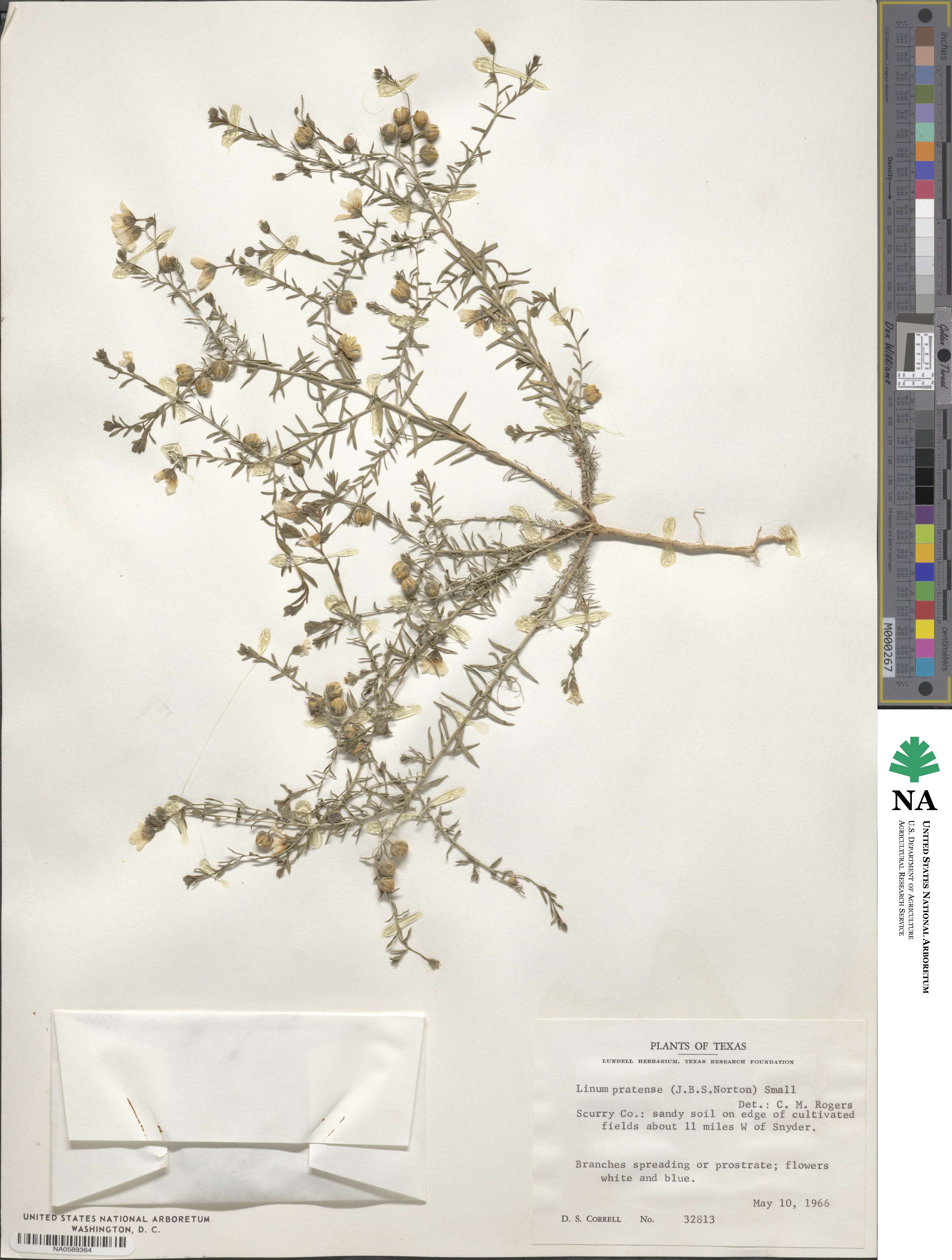 Linum pratense image