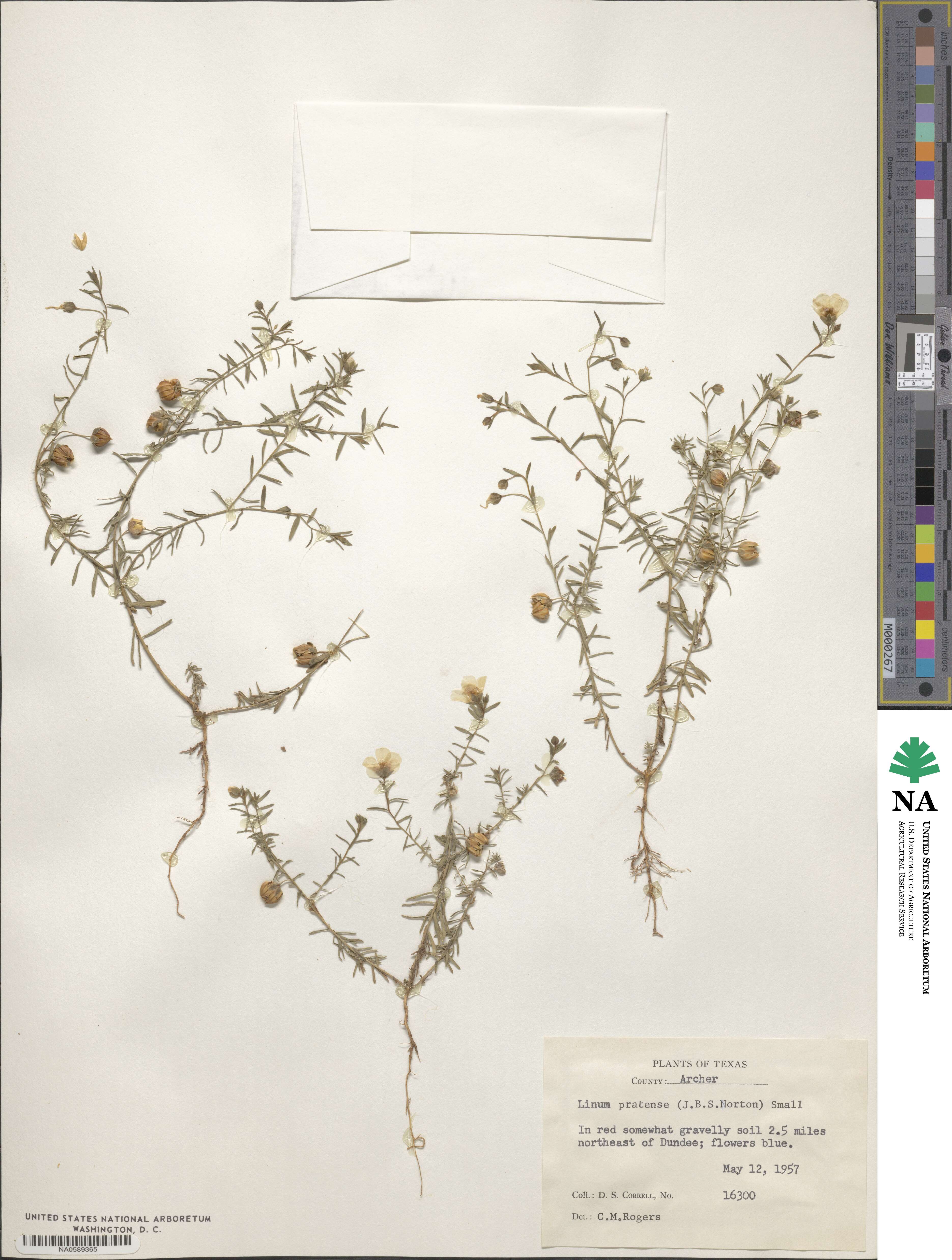Linum pratense image