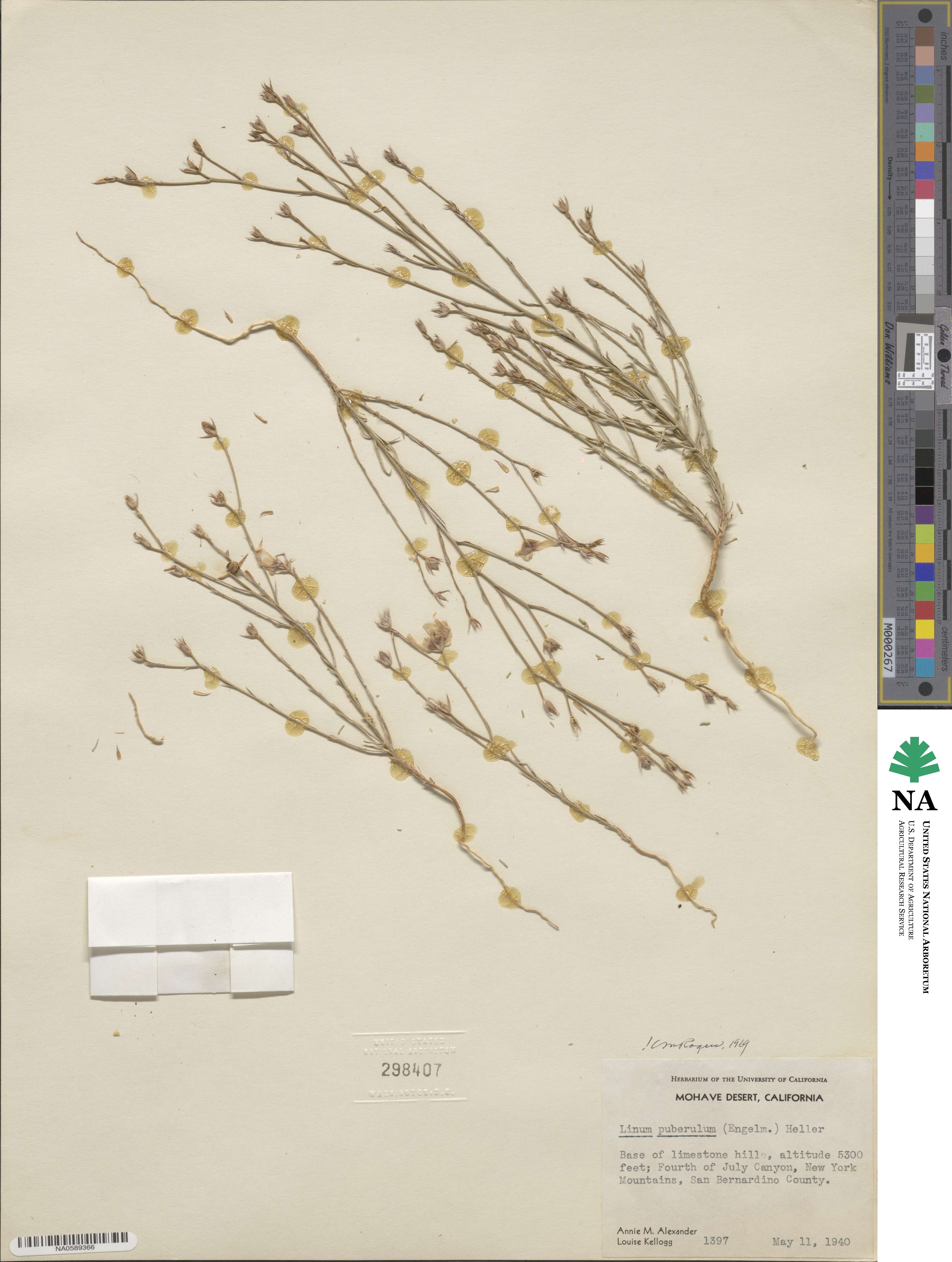 Linum puberulum image