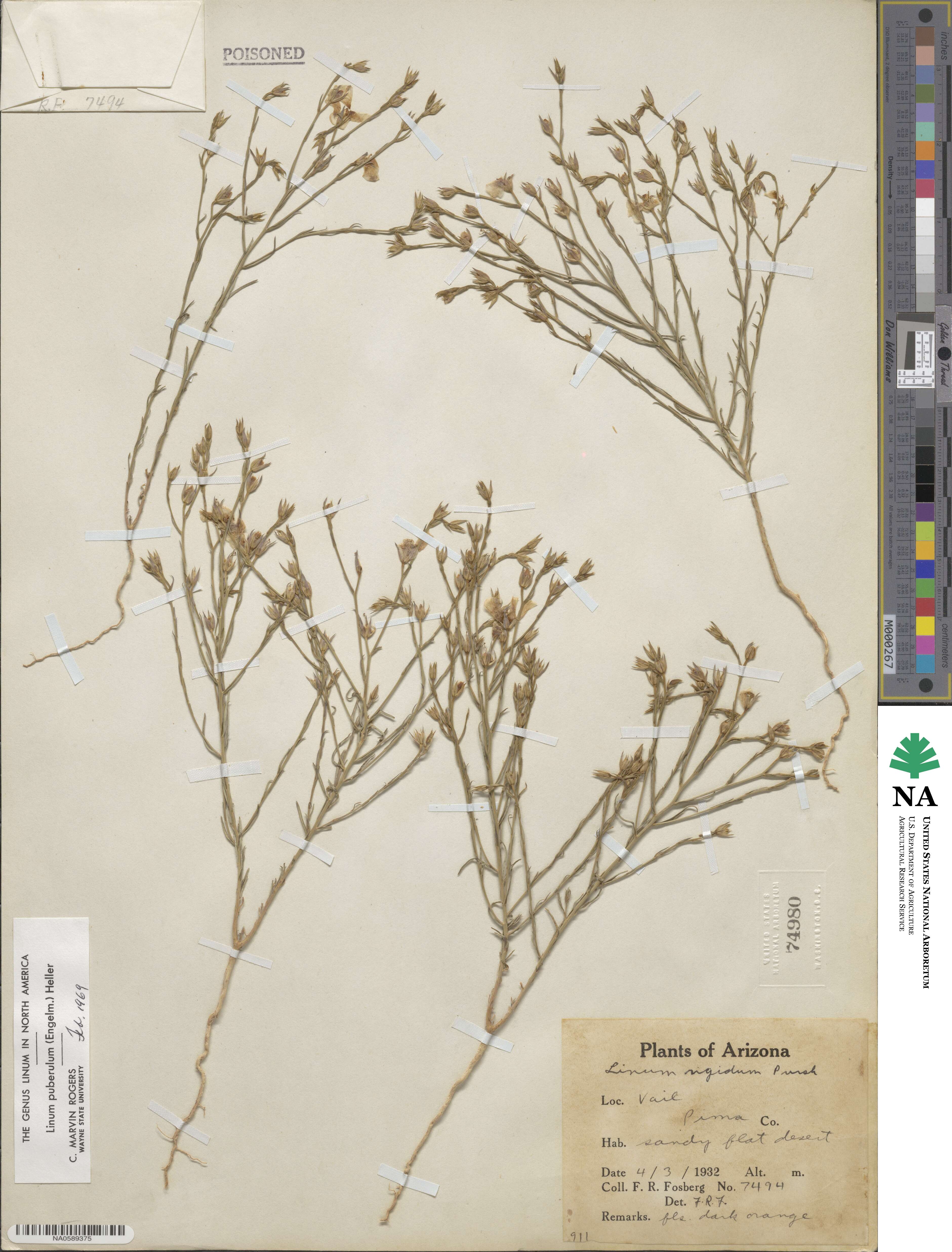 Linum puberulum image