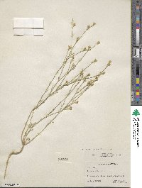 Linum rigidum image