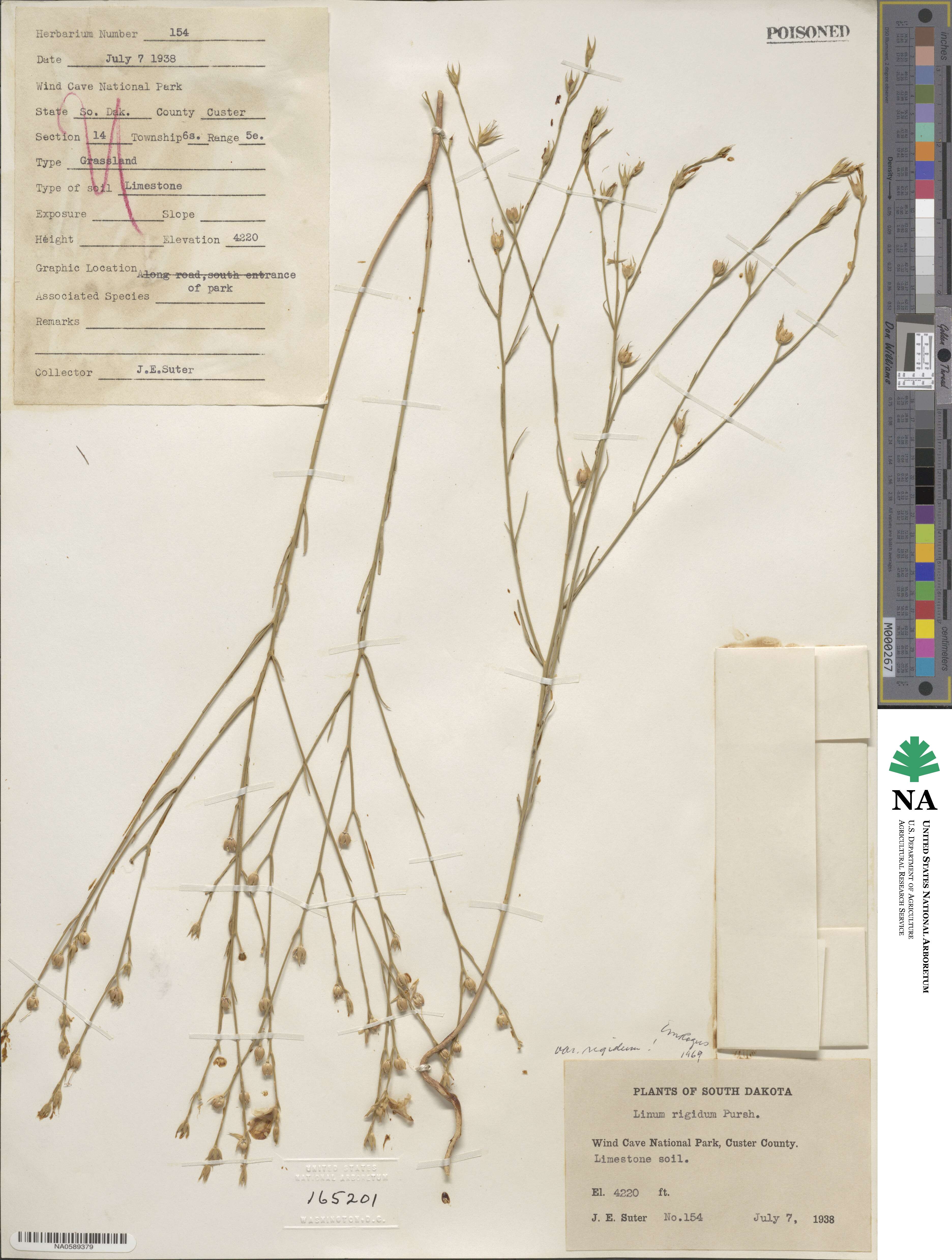 Linum rigidum image