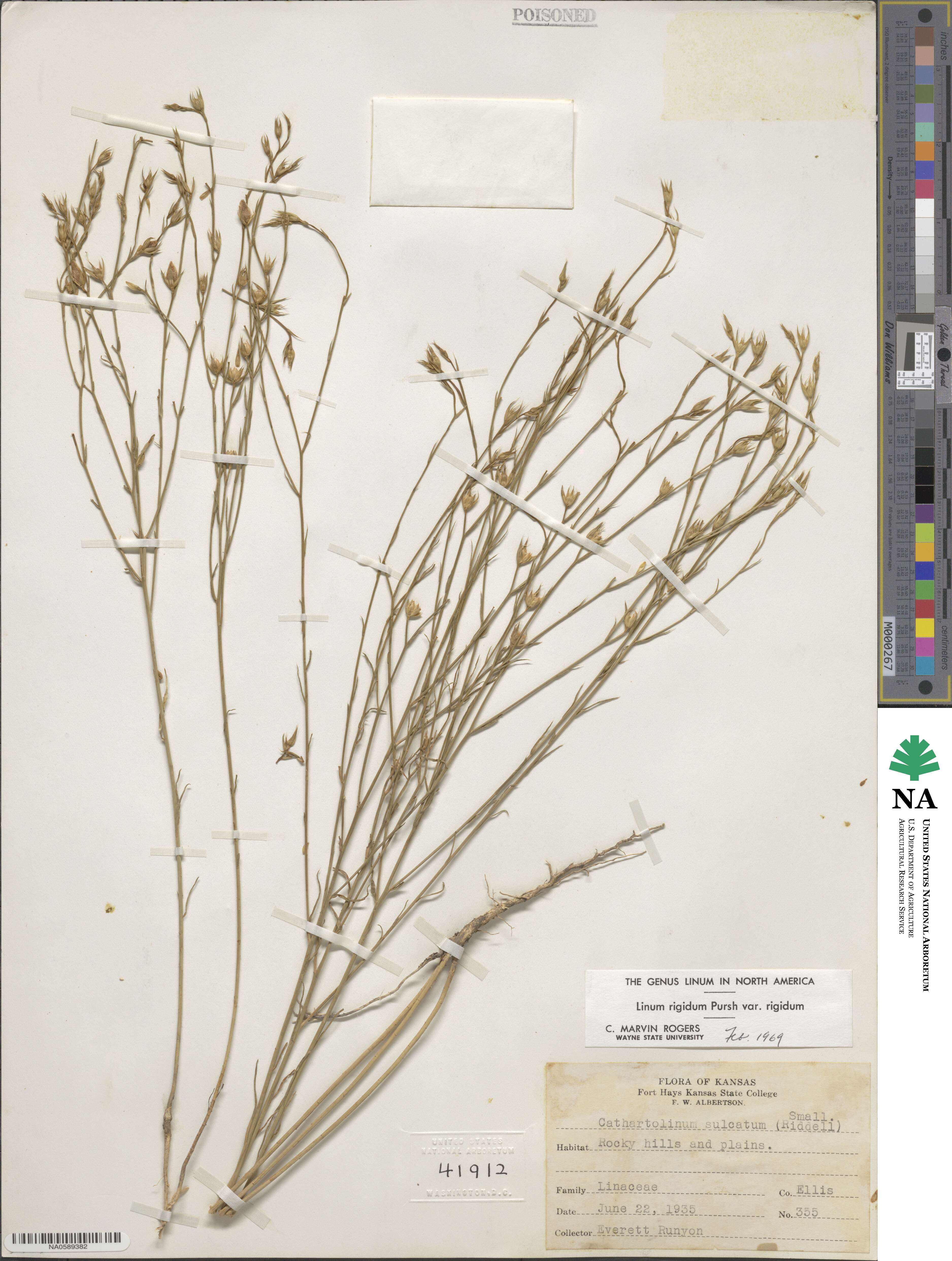 Linum rigidum image