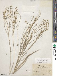 Linum rigidum image