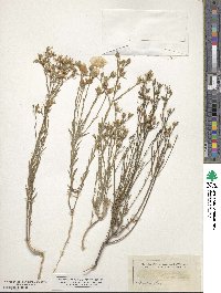 Linum rigidum image