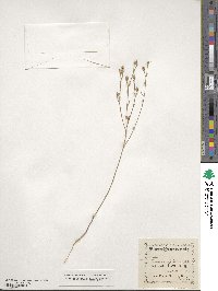 Linum rigidum image