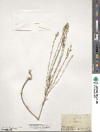 Linum rigidum image