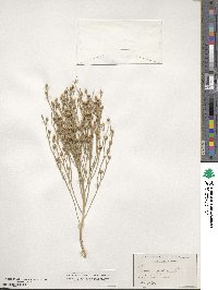 Linum rigidum image