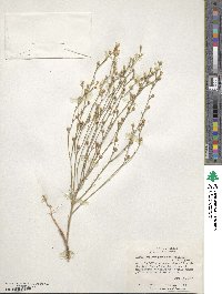 Linum rigidum image