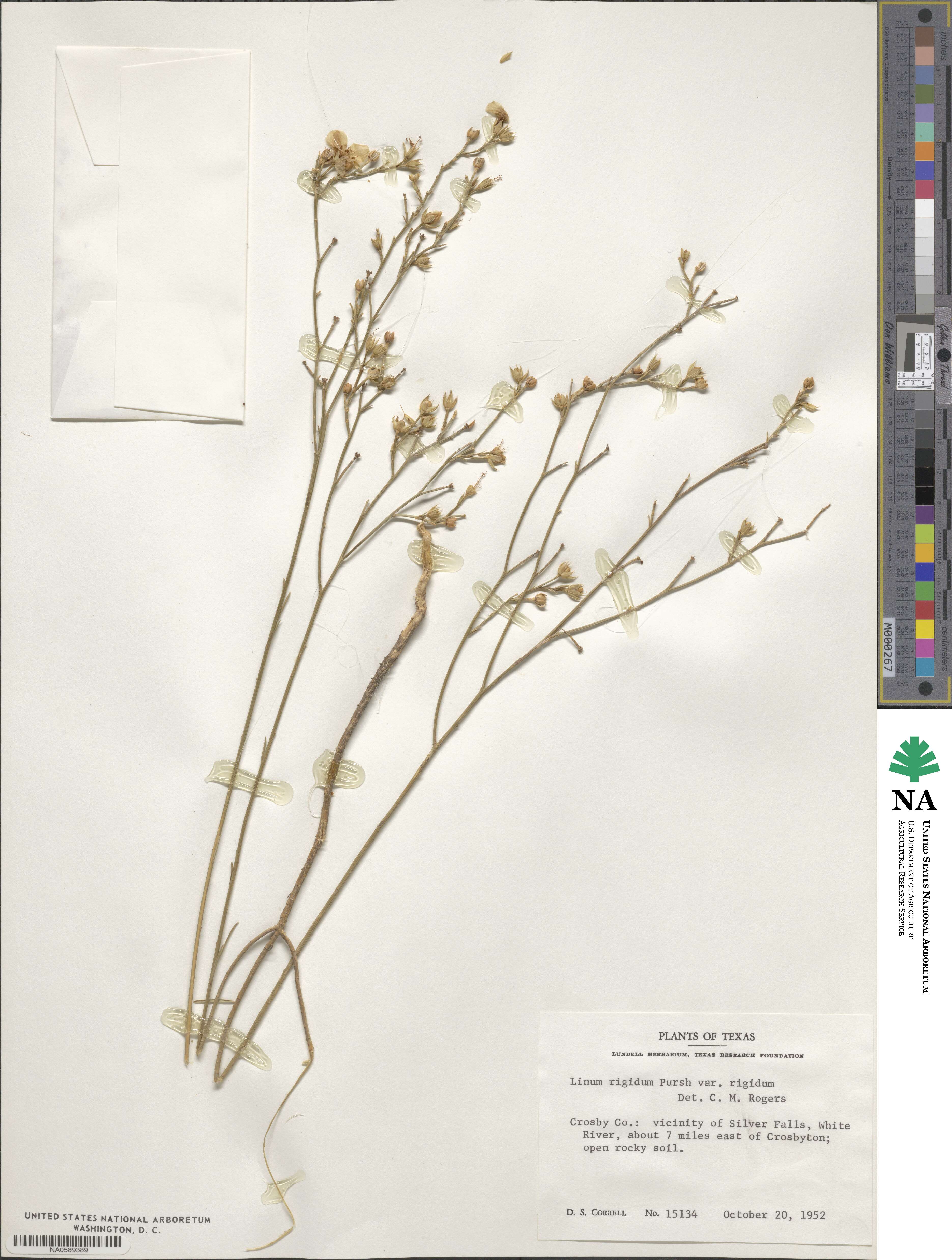 Linum rigidum image