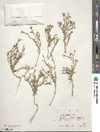 Linum rigidum image