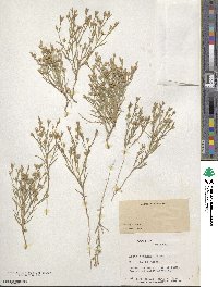 Linum rigidum image