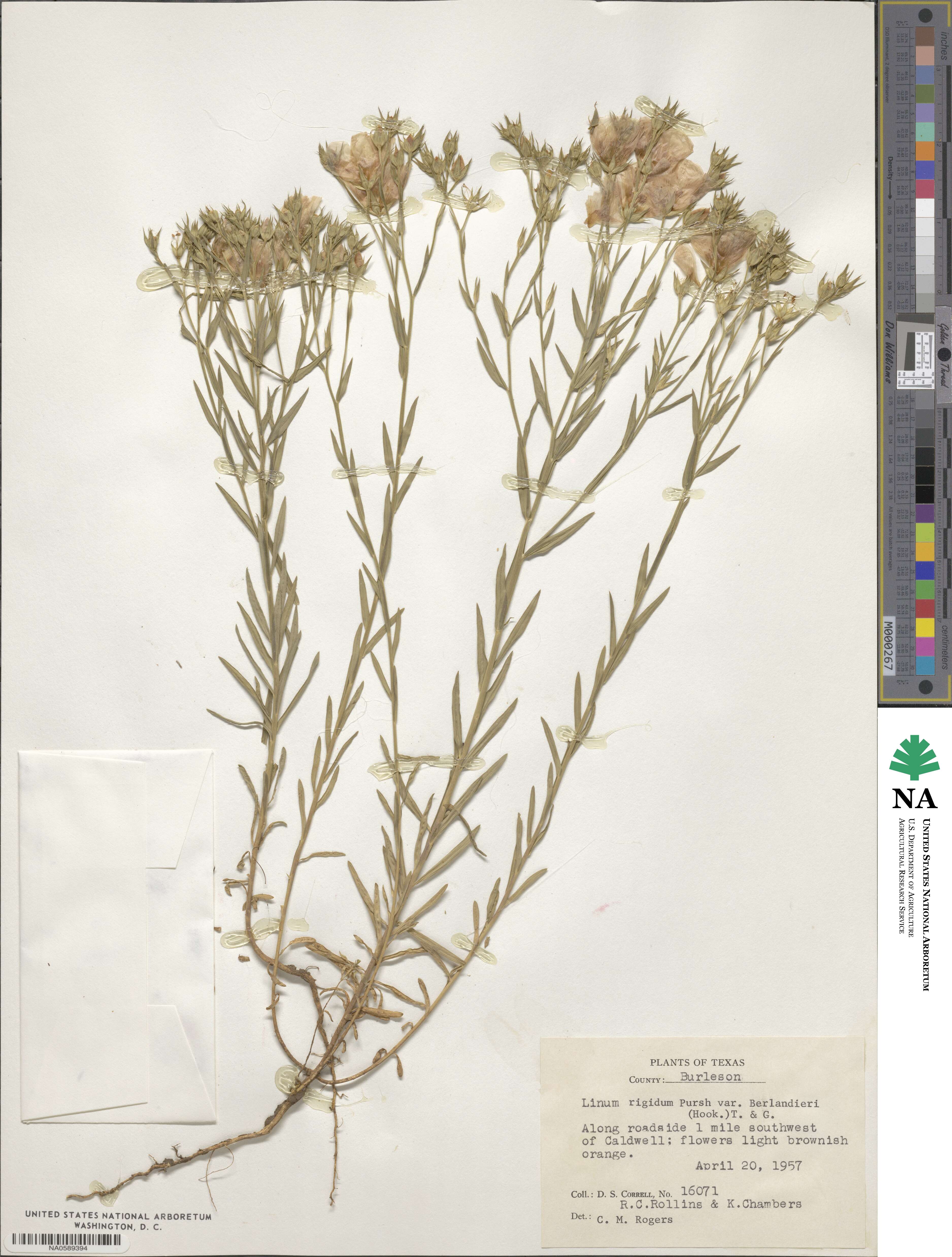 Linum berlandieri image