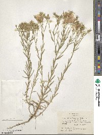 Linum berlandieri image