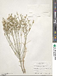 Linum berlandieri image