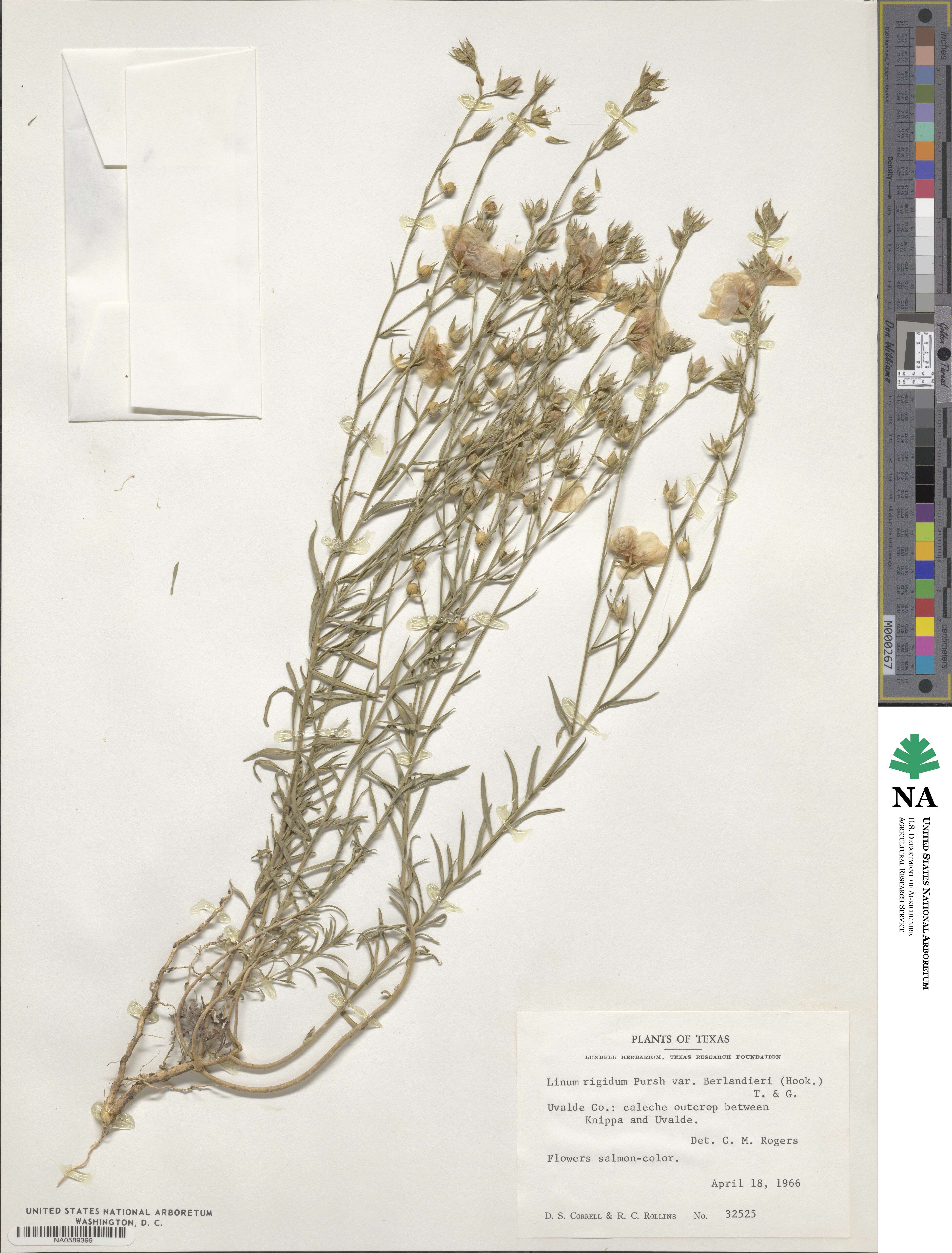 Linum berlandieri image