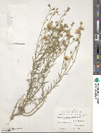 Linum berlandieri image