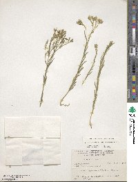 Linum berlandieri image