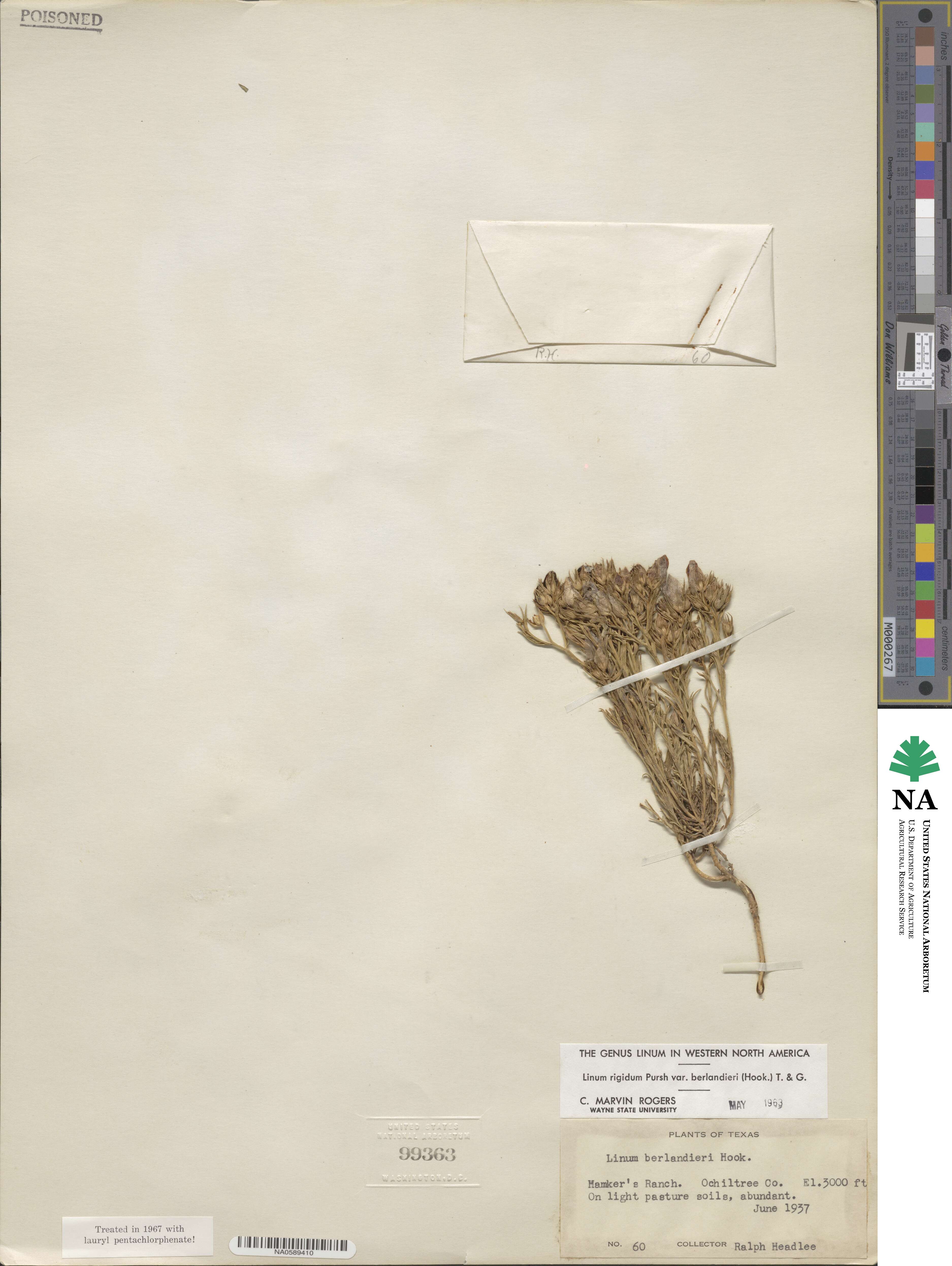 Linum berlandieri image