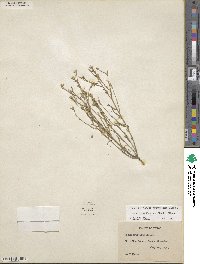 Linum berlandieri var. filifolium image